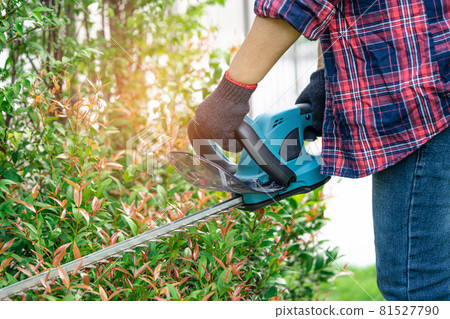 Gardener holding electric hedge trimmer to cut the treetop in garden. 81527790