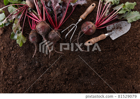 Fresh harvested organic beetroots on ground background Fresh harvested organic beetroots on ground background 81529079