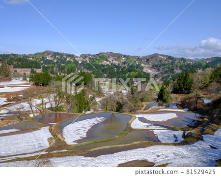 Niigata / Tokamachi / Gimyo Rice Terraces with Remaining Snow 81529425