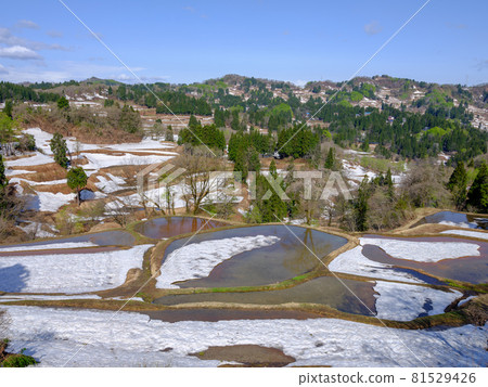Niigata / Tokamachi / Gimyo Rice Terraces with Remaining Snow 81529426