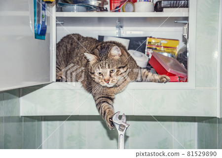 Male cat inside of the tool cabinet touches adjustable wrench. 81529890
