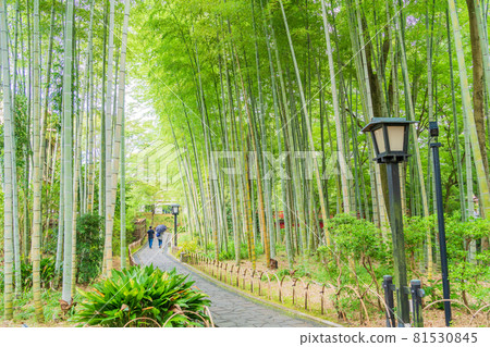 （靜岡縣）修善寺溫泉、竹林小徑 81530845