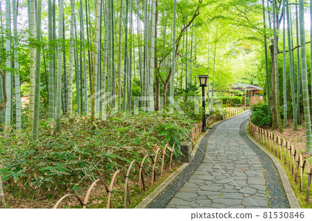 (Shizuoka Prefecture) Shuzenji Onsen, Bamboo Forest Path (Shizuoka Prefecture) Shuzenji Onsen, Bamboo Forest Path 81530846