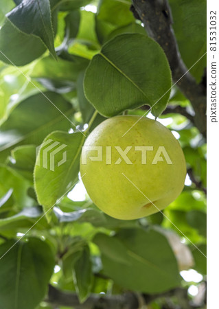 Nijisseiki Pear（鳥取縣百合濱町） 81531032