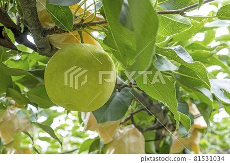 Nijisseiki Pear（鳥取縣百合濱町） 81531034