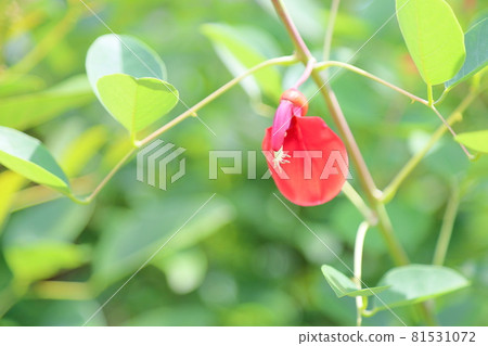 American Flower of Deigo American Flower of Deigo 81531072