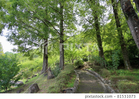 Shady walking path Shady walking path 81531073