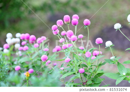 Sennichikou flower Sennichikou flower 81531074
