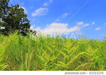 Grass, blue sky and trees 81531278