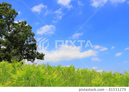 Grass, blue sky and trees 81531279