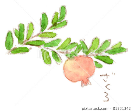 從夏天到秋天的紅果石榴水彩插圖 81531342