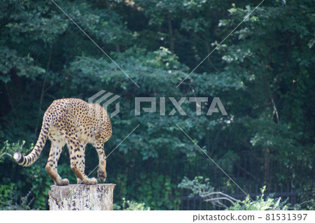獵豹在樹上 81531397