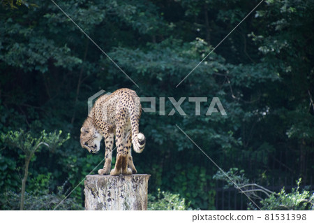 獵豹在樹上 獵豹在樹上 81531398