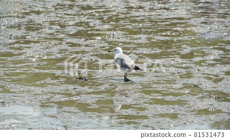 Seagull on the mudflat 81531473