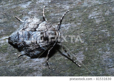 Kuroobifu Yunamishaku (Female) 81531630