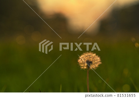 蒲公英在夕陽下閃閃發光 81531655
