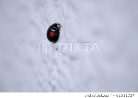 Ladybugs climbing the wall Ladybugs climbing the wall 81531724