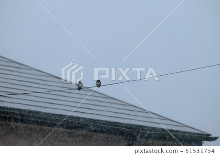 Two swallows that can withstand the rain Two swallows that can withstand the rain 81531734