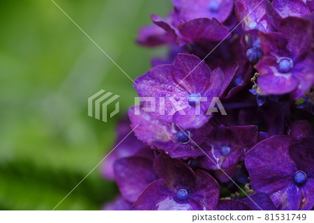 Wet hydrangea Wet hydrangea 81531749