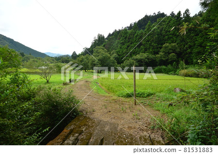 Around the time of rice harvesting, Hachioji City 81531883