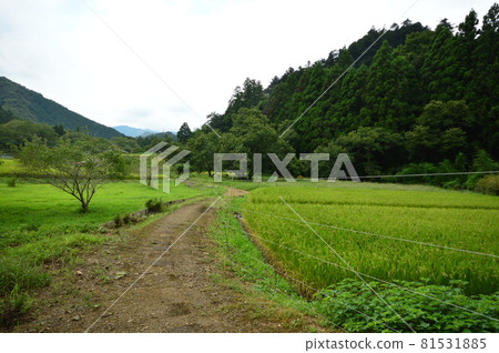 Around the time of rice harvesting, Hachioji City 81531885