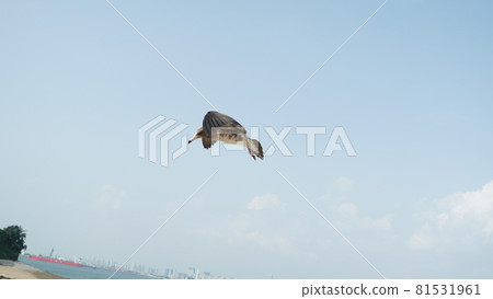 A seagull flying across the sky 81531961