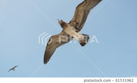 A seagull flying in the blue sky 81531962