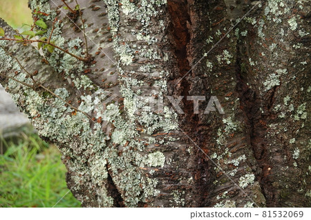 Zeni moss that grows on the trunk of wild cherry blossoms 81532069
