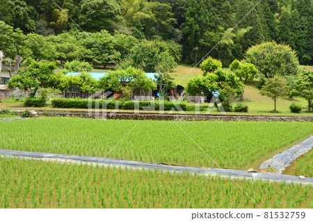 Hachioji Satoyama Jimba Kaido Onkata 初夏 Hachioji Satoyama Jimba Kaido Onkata 初夏 81532759