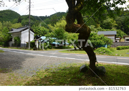 Hachioji Satoyama Jimba Kaido Onkata early summer Hachioji Satoyama Jimba Kaido Onkata early summer 81532763