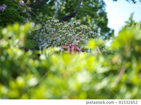 白色的杜鵑花被綠色包裹著,綻放著絢麗的光芒 白色的杜鵑花被綠色包裹著,綻放著絢麗的光芒 81532852