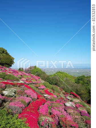 盛開的杜鵑花園 盛開的杜鵑花園 81532853
