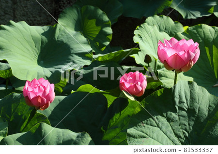 Lotus of Higashi Honganji Lotus of Higashi Honganji 81533337