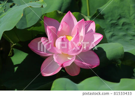 Toji的蓮花 81533433