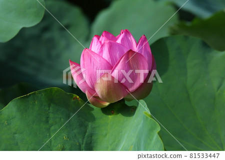 The lotus of Toji The lotus of Toji 81533447