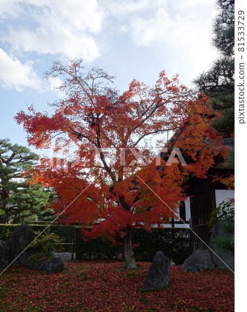 京都紅葉名勝的東福寺 京都紅葉名勝的東福寺 81533729