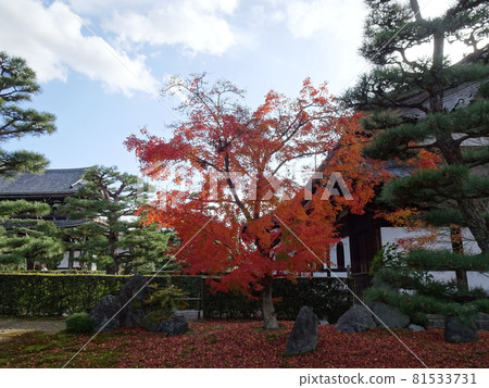 京都紅葉名勝的東福寺 京都紅葉名勝的東福寺 81533731