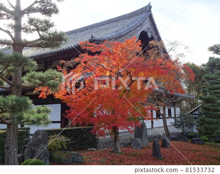 京都紅葉名勝的東福寺 京都紅葉名勝的東福寺 81533732