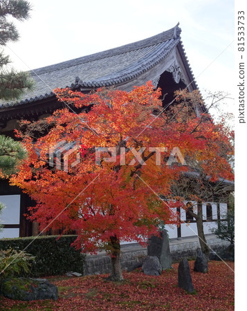 京都紅葉名勝的東福寺 京都紅葉名勝的東福寺 81533733