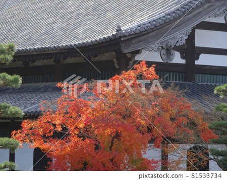 京都紅葉名勝的東福寺 81533734