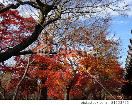 京都紅葉名勝的東福寺 81533735