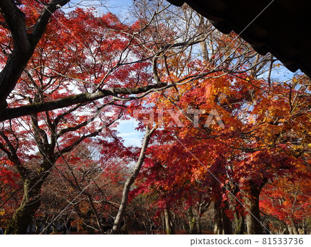 京都紅葉名勝的東福寺 京都紅葉名勝的東福寺 81533736