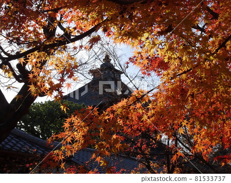 京都紅葉名勝的東福寺 京都紅葉名勝的東福寺 81533737
