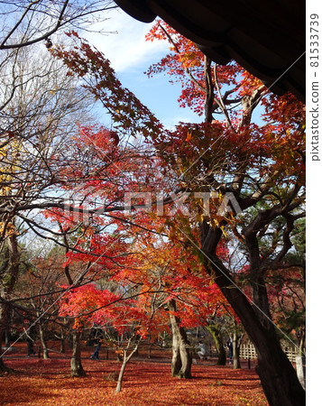 京都紅葉名勝的東福寺 京都紅葉名勝的東福寺 81533739