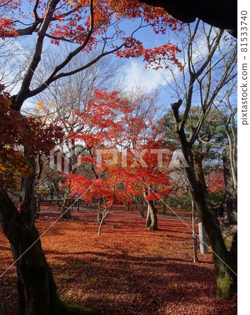 京都紅葉名勝的東福寺 京都紅葉名勝的東福寺 81533740