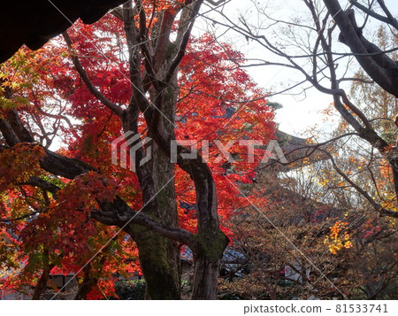 京都紅葉名勝的東福寺 京都紅葉名勝的東福寺 81533741