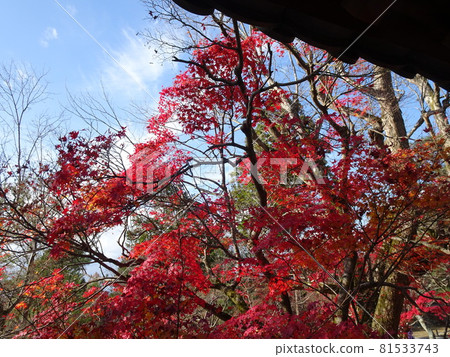 京都紅葉名勝的東福寺 京都紅葉名勝的東福寺 81533743