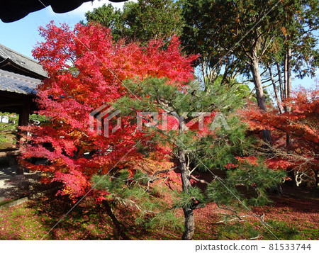 京都紅葉名勝的東福寺 京都紅葉名勝的東福寺 81533744