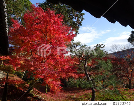 京都紅葉名勝的東福寺 京都紅葉名勝的東福寺 81533745