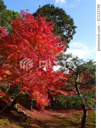 京都紅葉名勝的東福寺 京都紅葉名勝的東福寺 81533746